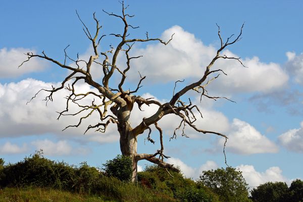 Cross-Signing and Alternate Trust Paths; How They Work